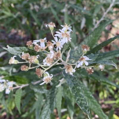 Olearia lirata (Snowy Daisybush) at Cambewarra, NSW - 5 Oct 2023 by Tapirlord