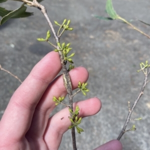 Eucalyptus fastigata at Beaumont, NSW - 5 Oct 2023