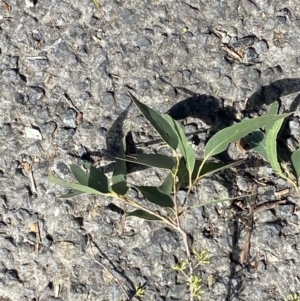Eucalyptus fastigata at Beaumont, NSW - 5 Oct 2023 10:25 AM