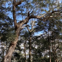 Eucalyptus fastigata at Beaumont, NSW - 5 Oct 2023