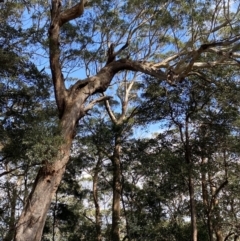 Eucalyptus fastigata at Beaumont, NSW - 5 Oct 2023 10:25 AM