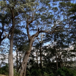 Eucalyptus fastigata at Beaumont, NSW - 5 Oct 2023