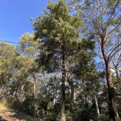 Syncarpia glomulifera subsp. glomulifera (Turpentine) at Beaumont, NSW - 5 Oct 2023 by Tapirlord