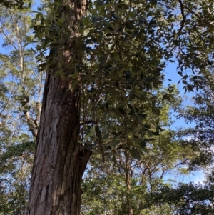 Syncarpia glomulifera subsp. glomulifera at Beaumont, NSW - 5 Oct 2023