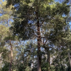 Syncarpia glomulifera subsp. glomulifera at Beaumont, NSW - 5 Oct 2023