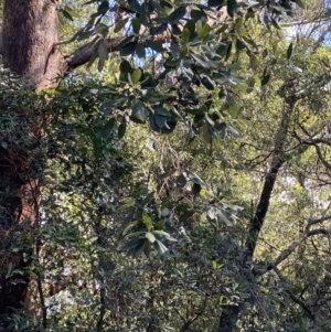 Syncarpia glomulifera subsp. glomulifera at Beaumont, NSW - 5 Oct 2023