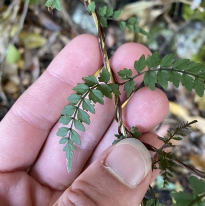 Pandorea pandorana (Wonga Wonga Vine) at Beaumont, NSW - 5 Oct 2023 by Tapirlord