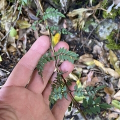 Pandorea pandorana at Beaumont, NSW - 5 Oct 2023 10:21 AM