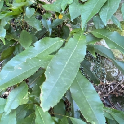 Ceratopetalum apetalum (Coachwood) at Beaumont, NSW - 5 Oct 2023 by Tapirlord