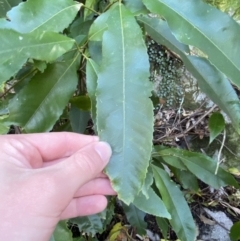 Ceratopetalum apetalum at Beaumont, NSW - 5 Oct 2023