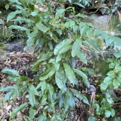 Ceratopetalum apetalum at Beaumont, NSW - 5 Oct 2023 10:16 AM