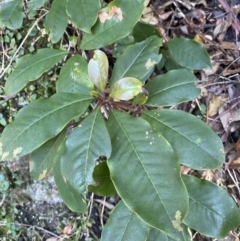 Pittosporum revolutum (Large-fruited Pittosporum) at Beaumont, NSW - 4 Oct 2023 by Tapirlord