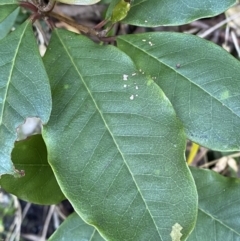 Pittosporum revolutum at Beaumont, NSW - 5 Oct 2023 10:16 AM