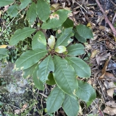 Pittosporum revolutum at Beaumont, NSW - 5 Oct 2023