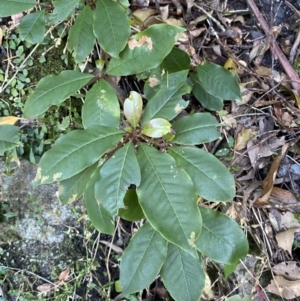 Pittosporum revolutum at Beaumont, NSW - 5 Oct 2023 10:16 AM