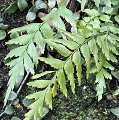 Asplenium polyodon (Willow Spleenwort) at Beaumont, NSW - 5 Oct 2023 by Tapirlord