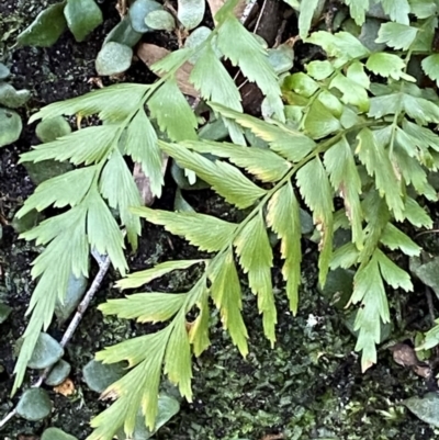 Asplenium polyodon (Willow Spleenwort) at Beaumont, NSW - 5 Oct 2023 by Tapirlord