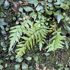 Asplenium polyodon at Beaumont, NSW - 5 Oct 2023 10:15 AM