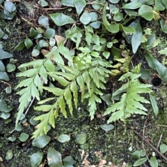 Asplenium polyodon at Beaumont, NSW - 5 Oct 2023 10:15 AM