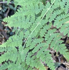 Histiopteris incisa (Bat's-Wing Fern) at Beaumont, NSW - 4 Oct 2023 by Tapirlord