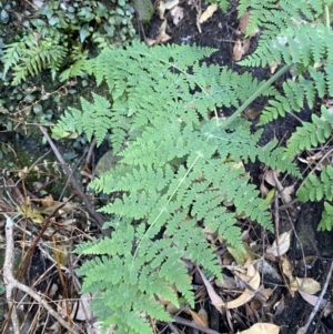 Histiopteris incisa at Beaumont, NSW - suppressed