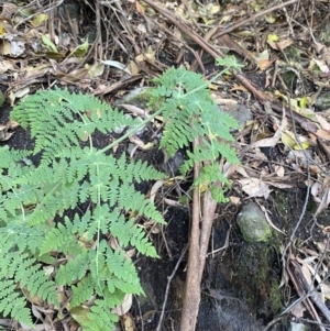 Histiopteris incisa at Beaumont, NSW - suppressed