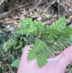 Histiopteris incisa at Beaumont, NSW - suppressed