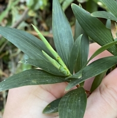 Leucopogon affinis (Lance Beard-heath) at Beaumont, NSW - 4 Oct 2023 by Tapirlord