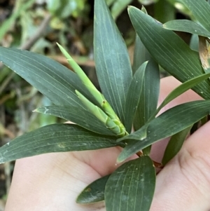 Leucopogon affinis at Beaumont, NSW - 5 Oct 2023