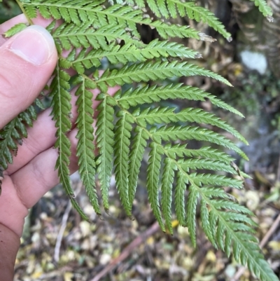 Dicksonia antarctica (Soft Treefern) at Beaumont, NSW - 5 Oct 2023 by Tapirlord