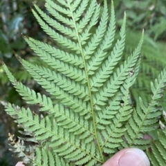 Dicksonia antarctica at Beaumont, NSW - 5 Oct 2023