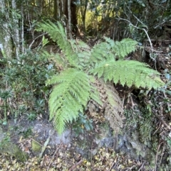 Dicksonia antarctica at Beaumont, NSW - 5 Oct 2023