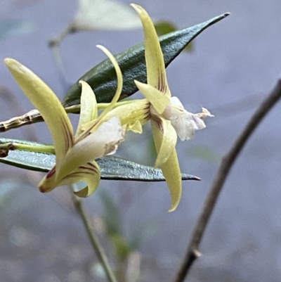 Dockrillia pugioniformis (Dagger Orchid) at Beaumont, NSW - 4 Oct 2023 by Tapirlord