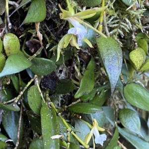 Dockrillia pugioniformis at Beaumont, NSW - 5 Oct 2023