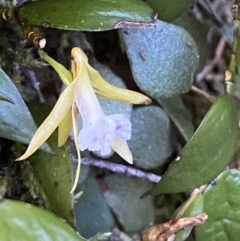 Dockrillia pugioniformis at Beaumont, NSW - 5 Oct 2023