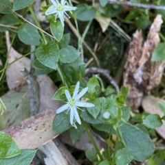 Stellaria flaccida (Forest Starwort) at Beaumont, NSW - 4 Oct 2023 by Tapirlord