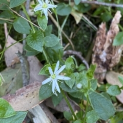 Stellaria flaccida (Forest Starwort) at Beaumont, NSW - 5 Oct 2023 by Tapirlord