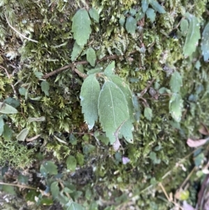 Fieldia australis at Beaumont, NSW - 5 Oct 2023 10:05 AM