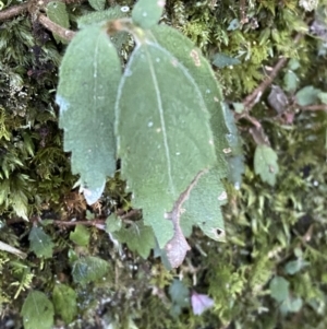 Fieldia australis at Beaumont, NSW - 5 Oct 2023 10:05 AM