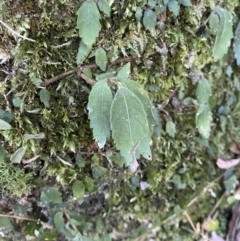 Fieldia australis at Beaumont, NSW - 5 Oct 2023 10:05 AM