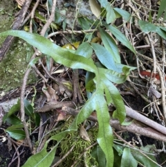 Microsorum pustulatum subsp. pustulatum (Kangaroo Fern) at Beaumont, NSW - 4 Oct 2023 by Tapirlord