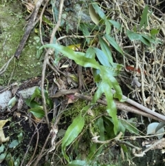 Zealandia pustulata subsp. pustulata at Beaumont, NSW - 5 Oct 2023 10:05 AM