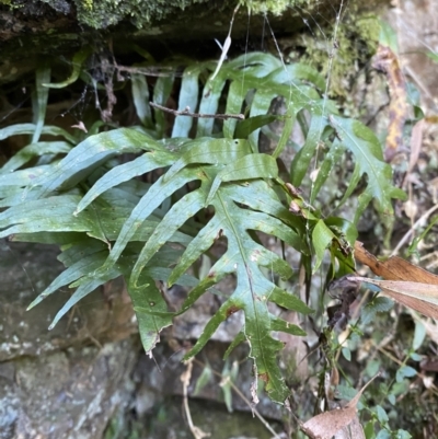 Microsorum scandens (Fragrant Fern) at Beaumont, NSW - 4 Oct 2023 by Tapirlord
