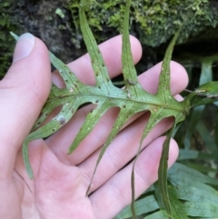 Microsorum scandens at Beaumont, NSW - 5 Oct 2023 10:05 AM