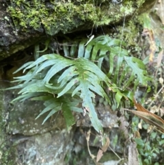 Microsorum scandens at Beaumont, NSW - 5 Oct 2023 10:05 AM