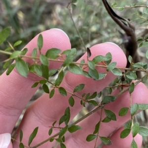 Coprosma quadrifida at Beaumont, NSW - 5 Oct 2023 10:04 AM