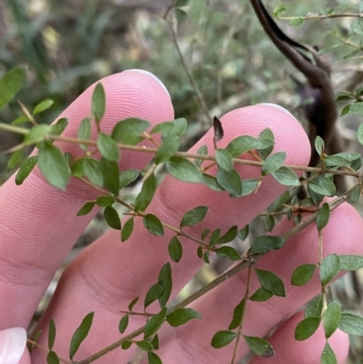 Coprosma quadrifida (Prickly Currant Bush, Native Currant) at Beaumont, NSW - 4 Oct 2023 by Tapirlord