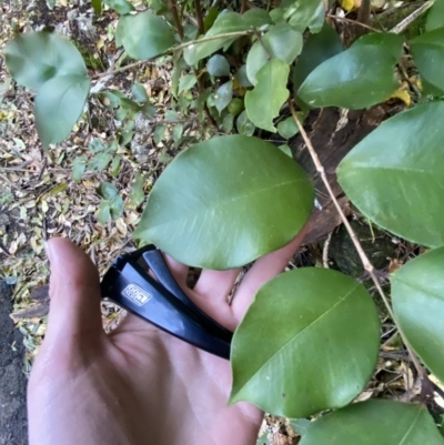 Syzygium smithii (Lilly Pilly) at Beaumont, NSW - 5 Oct 2023 by Tapirlord