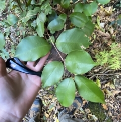 Syzygium smithii at Beaumont, NSW - 5 Oct 2023