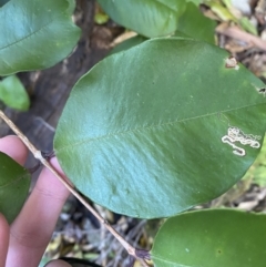 Syzygium smithii at Beaumont, NSW - 5 Oct 2023